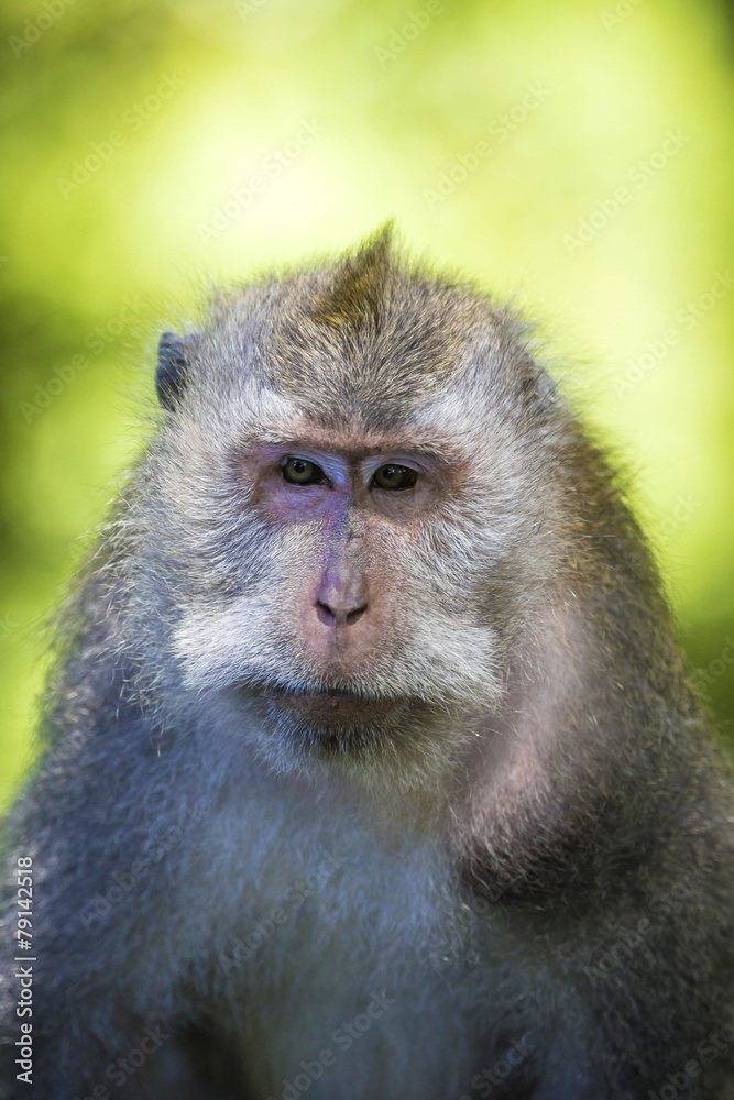 Monkey at Monkey Forest Monkey at Monkey Forest