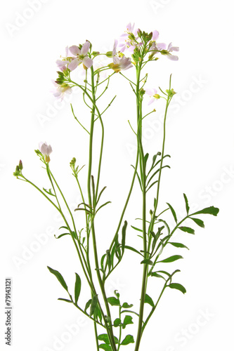 Fototapeta Naklejka Na Ścianę i Meble -  Wiesenschaumkraut