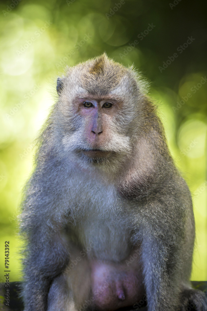 Monkey at Monkey Forest Monkey at Monkey Forest