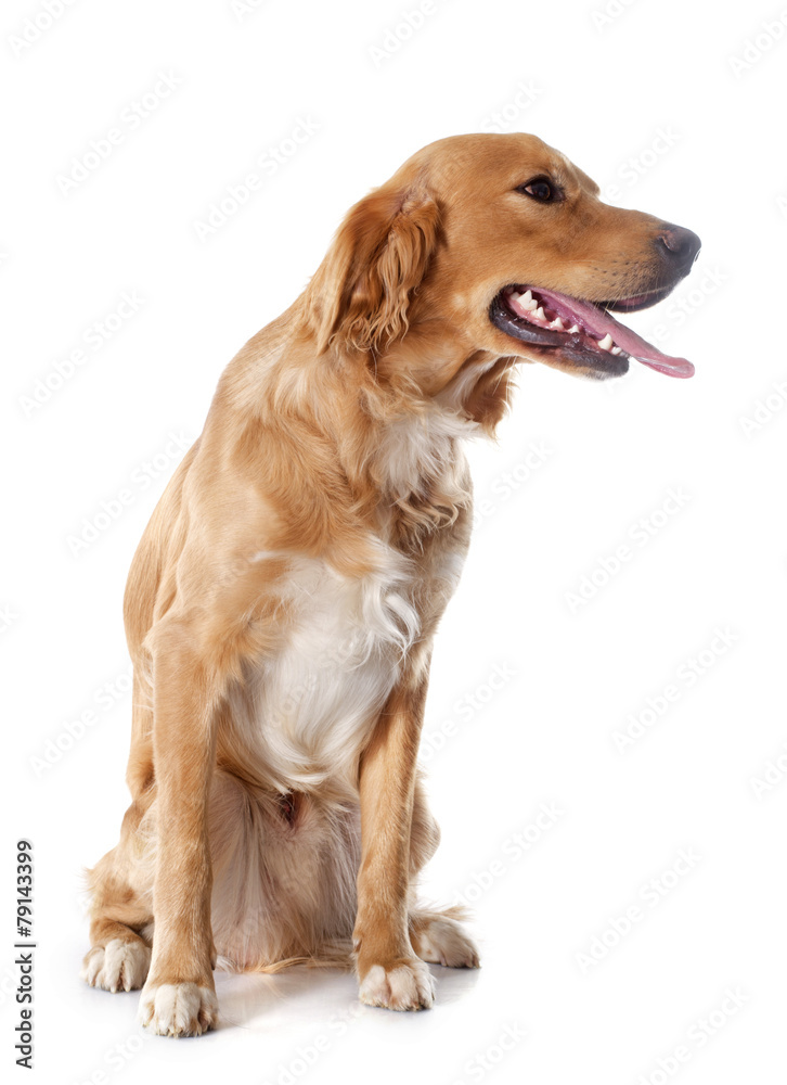 young golden retriever young golden retriever