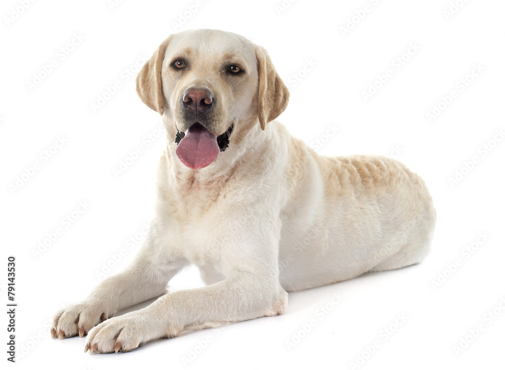 labrador retriever labrador retriever