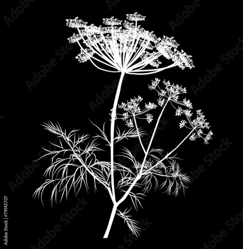 white dill blossom isolated on black