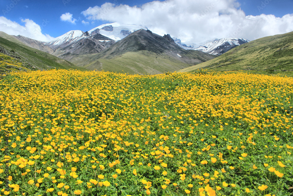 flowered hill in mountains