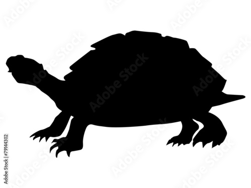 turtle