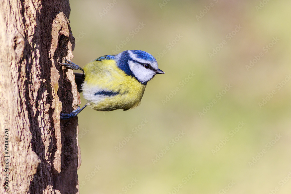 Fototapeta premium Blue Tit (Parus caeruleus)