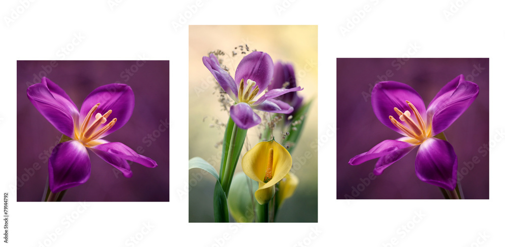 Fototapeta premium Tulipany mix
