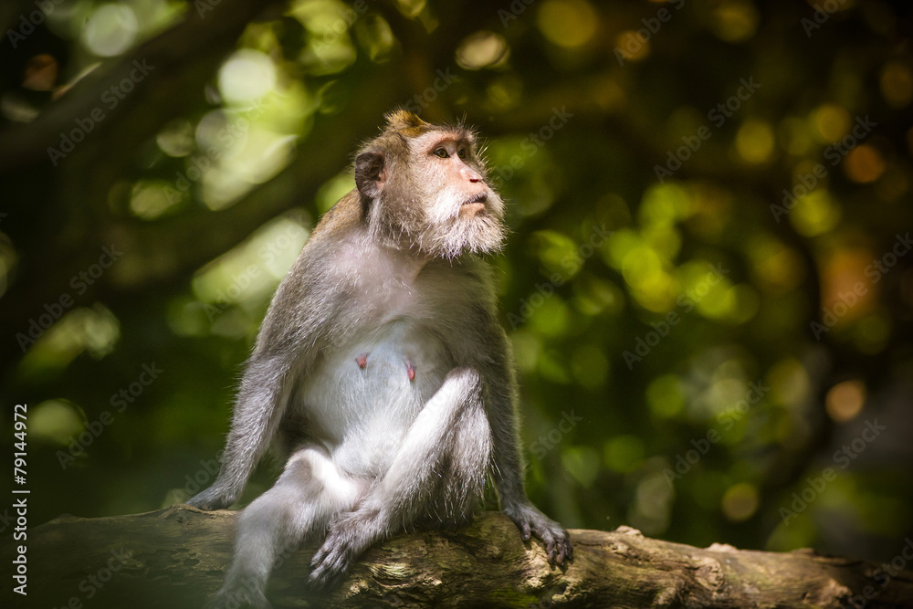 Monkey at Monkey Forest Monkey at Monkey Forest