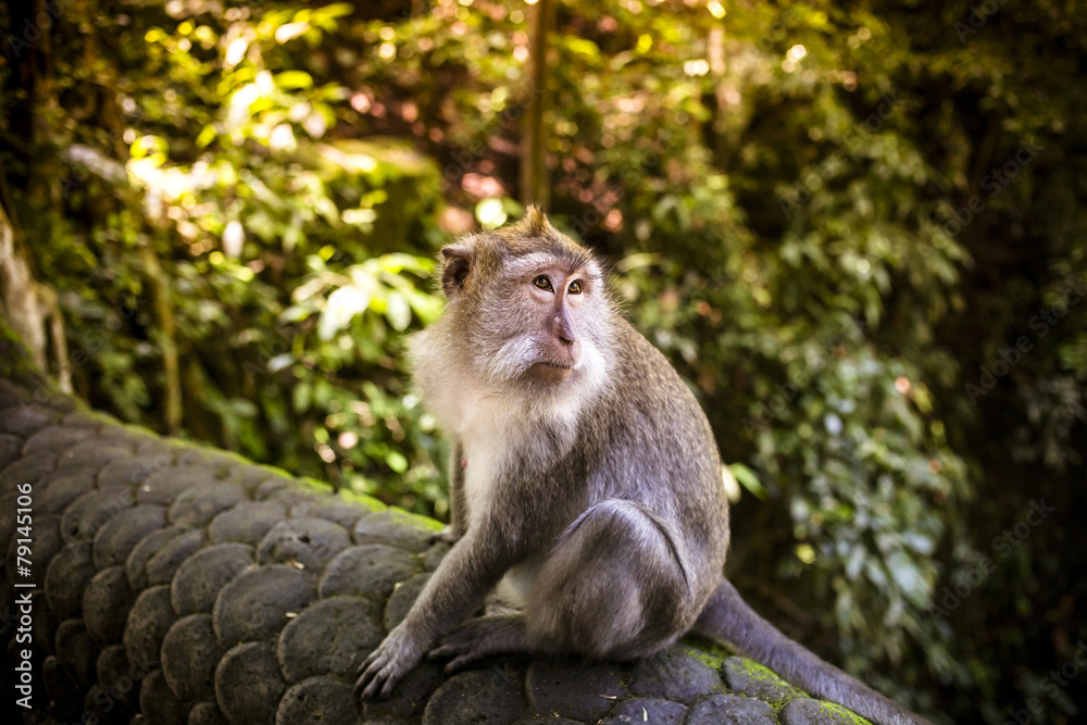 Monkey at Monkey Forest