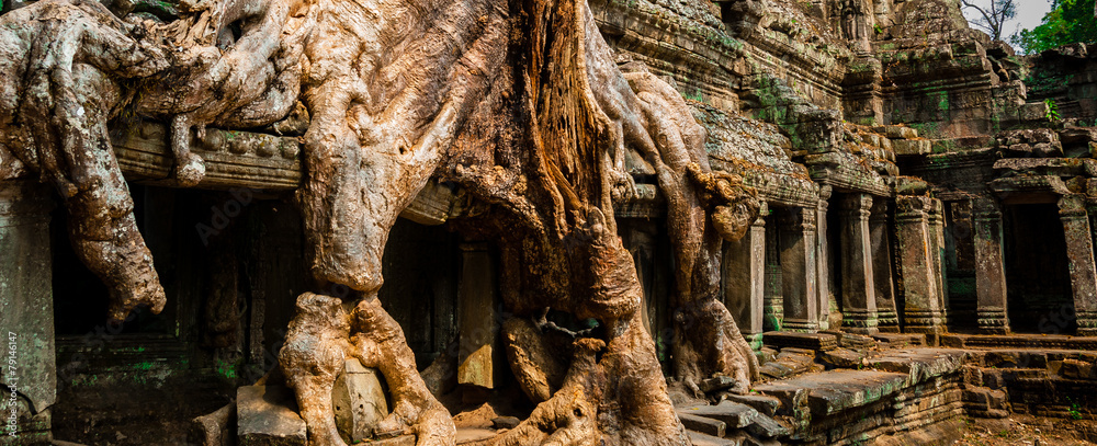 Tree at Ta Prohm Tree at Ta Prohm