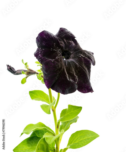 beautiful blooming black petunia flower is isolated on white bac