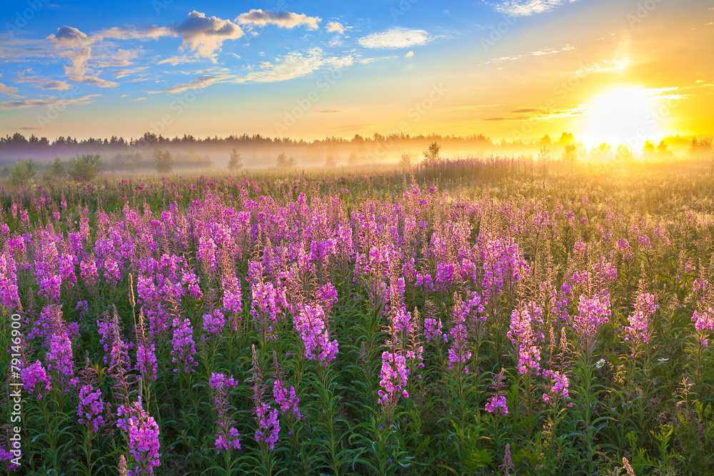 rural landscape with the sunrise and blossoming meadow rural landscape with the sunrise and blossoming meadow