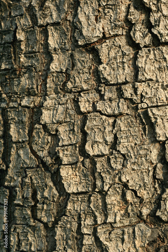 texture of tree