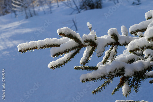 Verschneite Tannenzweige © ARC Photography