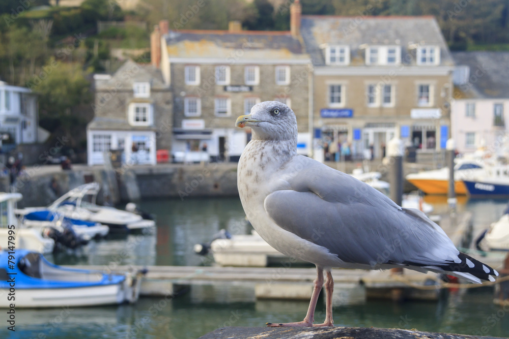 Naklejka premium Seagull at Padstow Cornwall