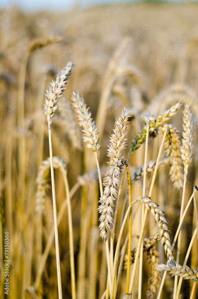 Obraz premium Cornfield - Growing Corn