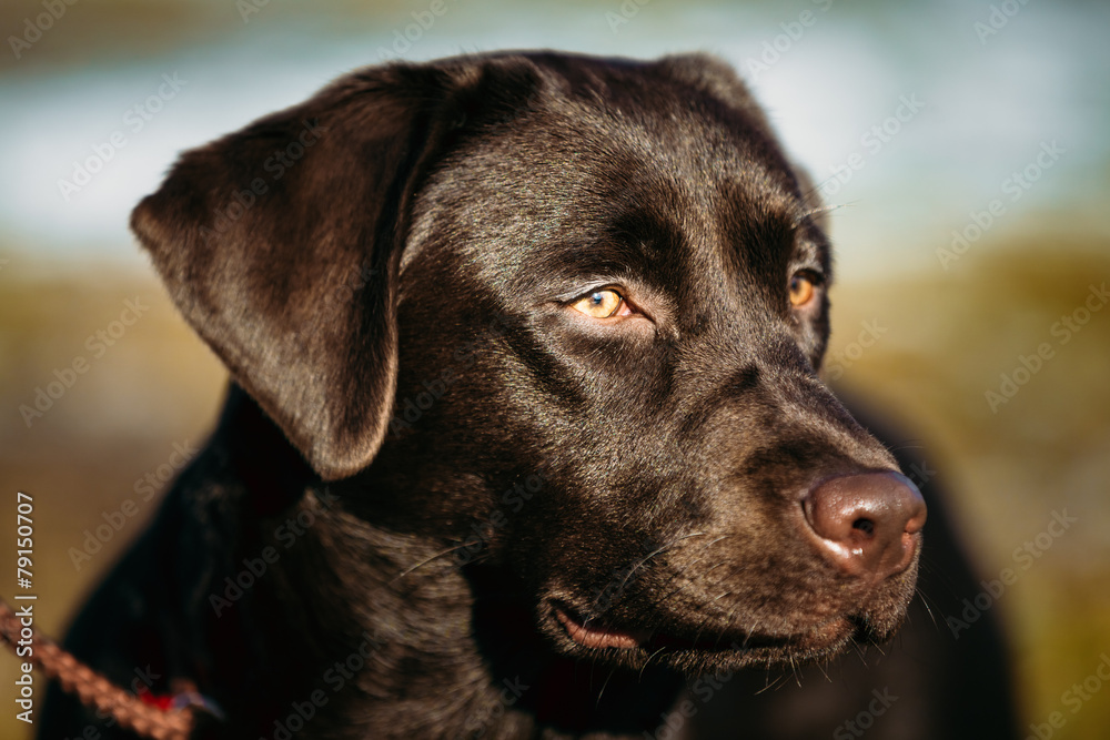 Close-up of Beautiful Brown Dog Head, Snout Of Lab Labrador Retr