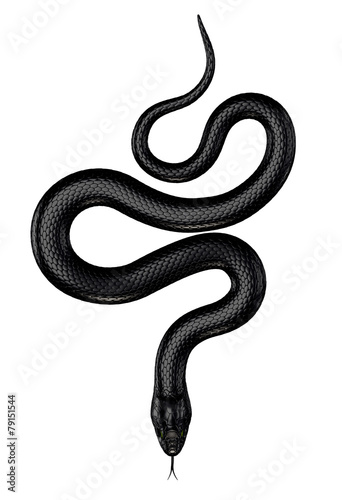 Black Snake isolated on White Background. 3D illustration photo