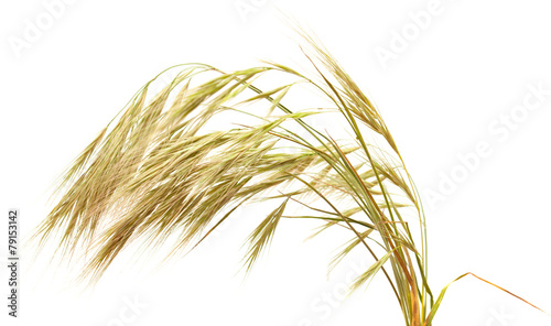 grass with long Awns isolated on white