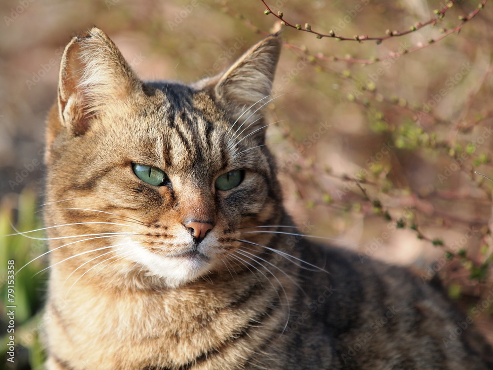 凛々しい表情の猫 凛々しい表情の猫