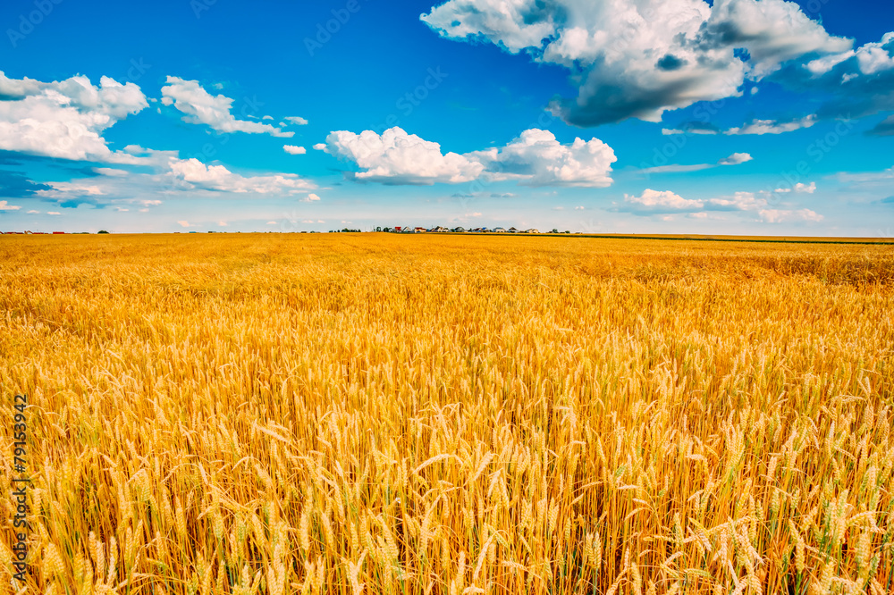 Naklejka premium wheat field, fresh crop of wheat