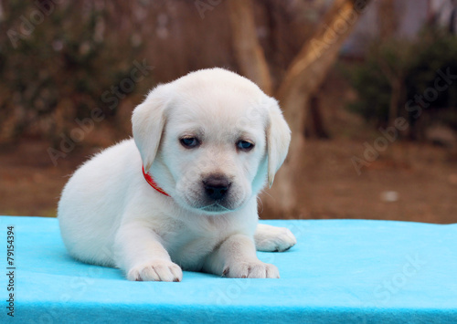 a nice labrador puppy on blue background