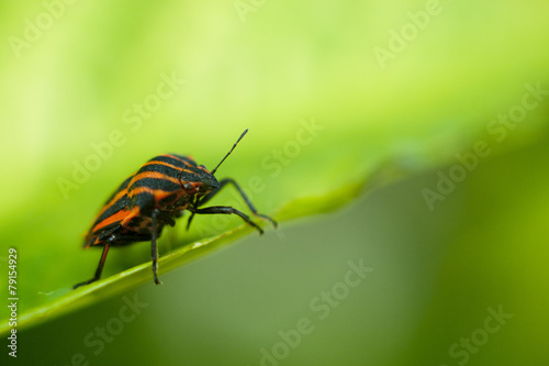 beetle on grass