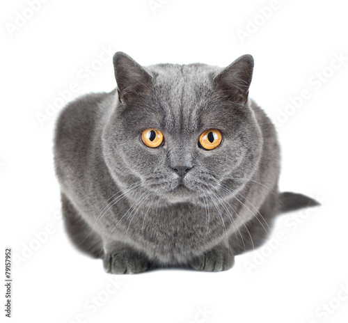 British cat isolated on white