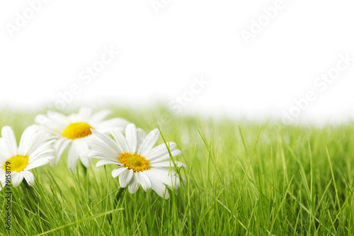 Spring meadow with daisies