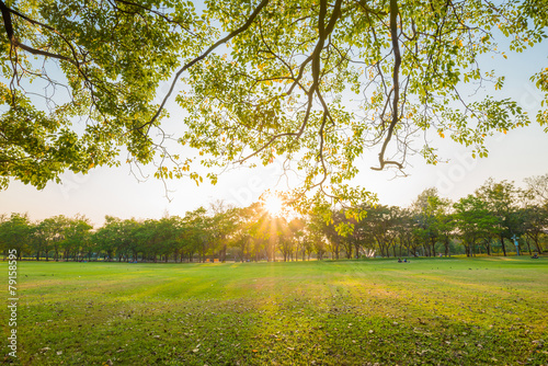 Foto Beautiful meadow with tree in the park