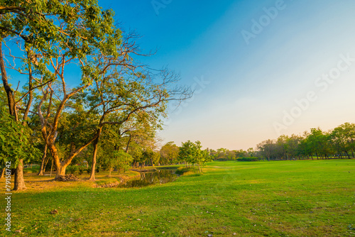 Green trees in park and sunlight