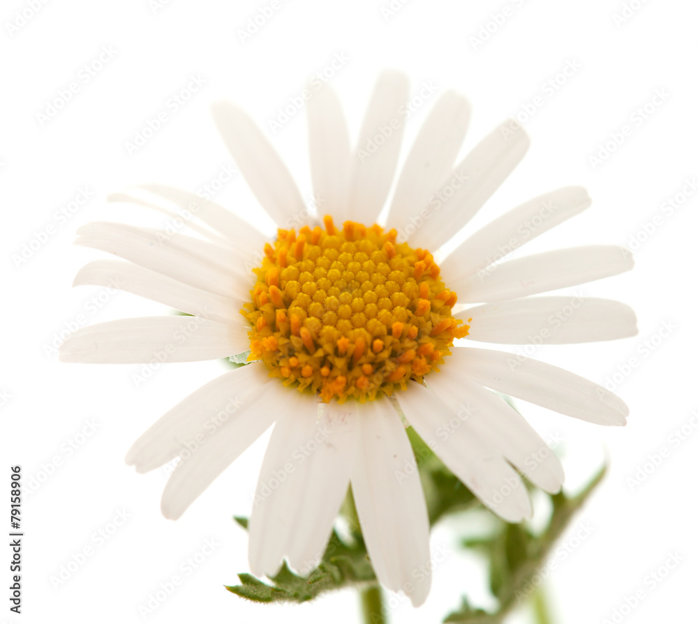 Fototapeta premium Argyranthemum adauctum
