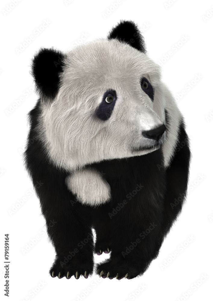 Obraz premium Panda Bear