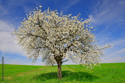 Fototapeta Blooming cherry tree in spring landscape