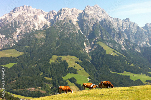 berge hütte alpen ausblick kühe idylle panorama weide gras