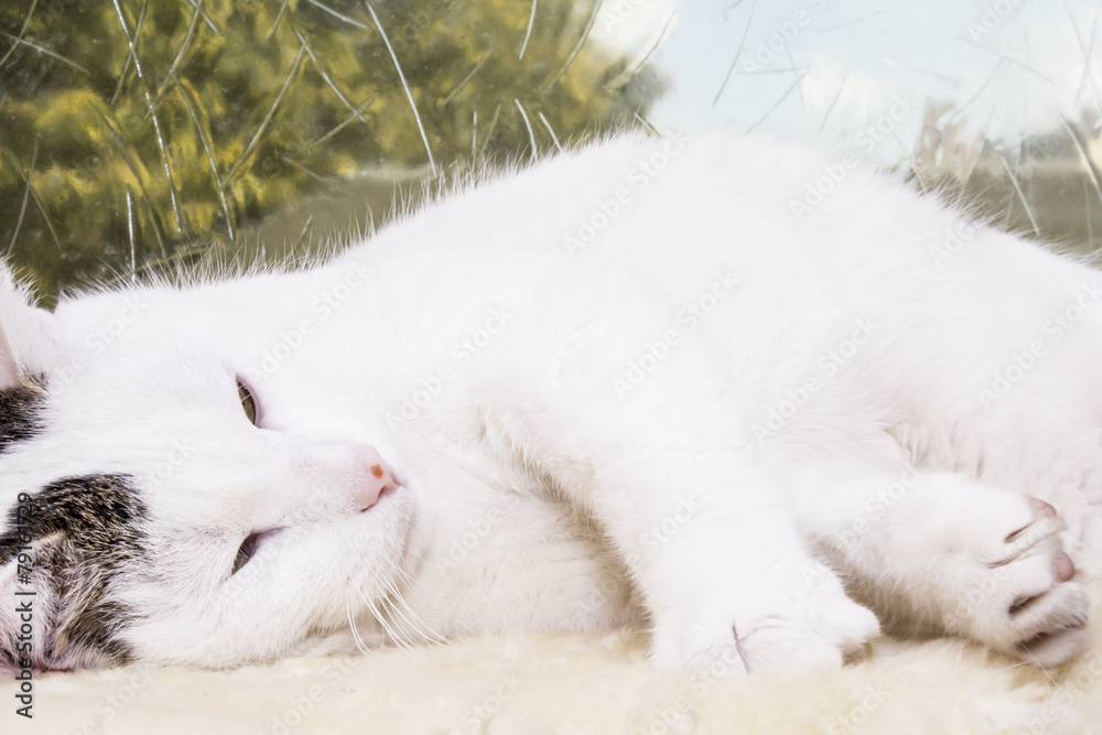 Fototapeta premium Kater/Katze