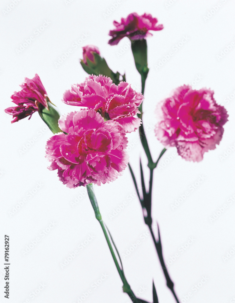 Obraz premium 포토시리즈