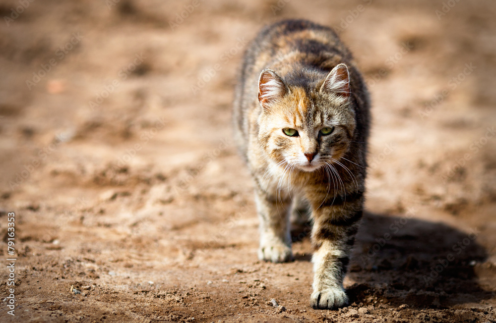 Fototapeta premium Young cat basking in the sun
