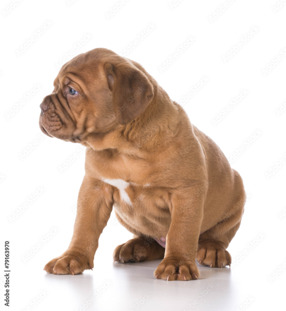 cute puppy cute puppy