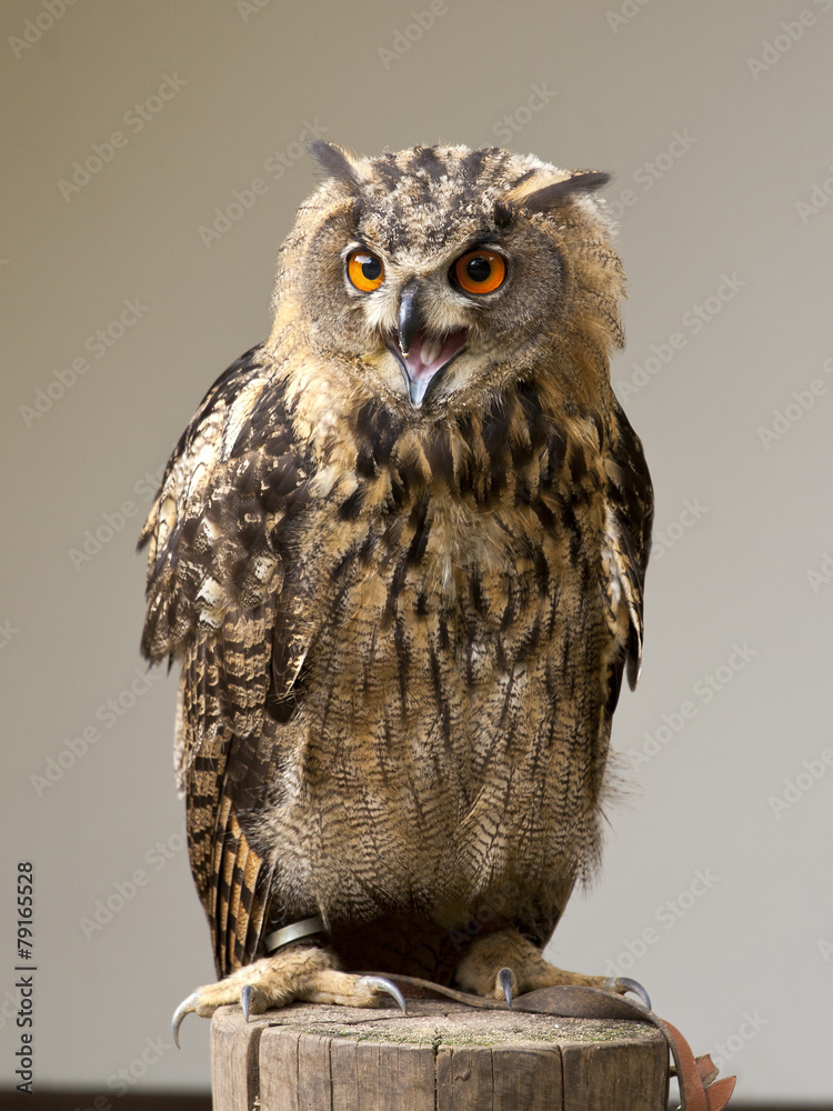 Naklejka premium Eule mit offenem Schnabel