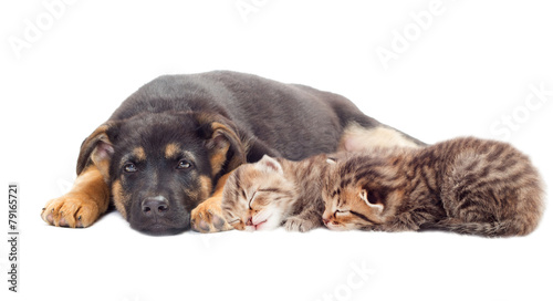 kitten and puppy lying