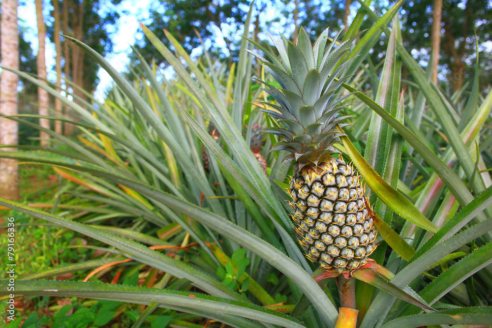 pineapple plantation in Thailand pineapple plantation in Thailand