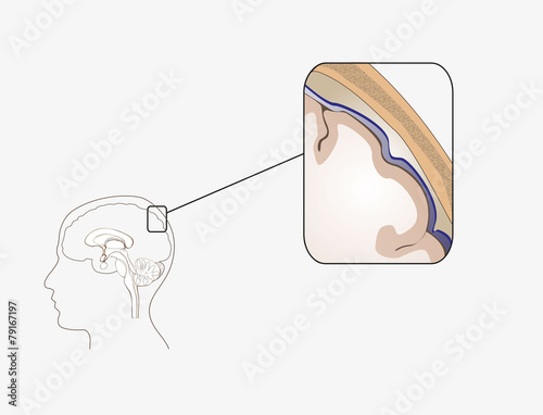 Meninges photo