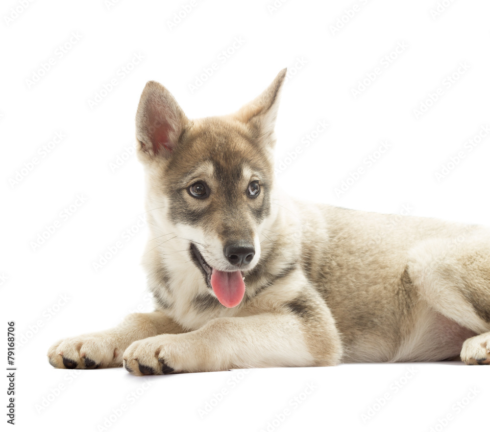 hunting dog on a white background isolated