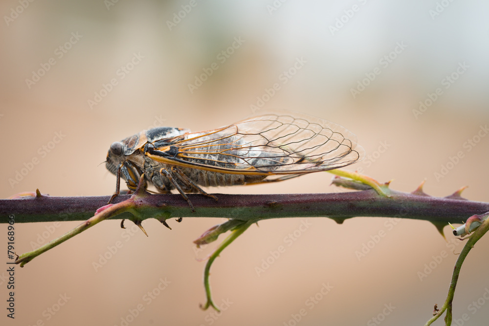 Obraz premium close-up macro shot of brown cicada on a branch