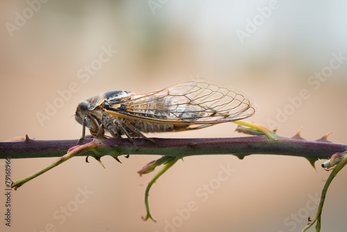 close-up macro shot of brown cicada on a branch photo