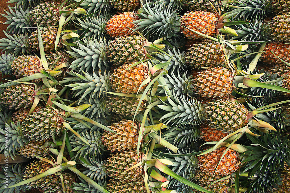 pineapple plantation in Thailand pineapple plantation in Thailand