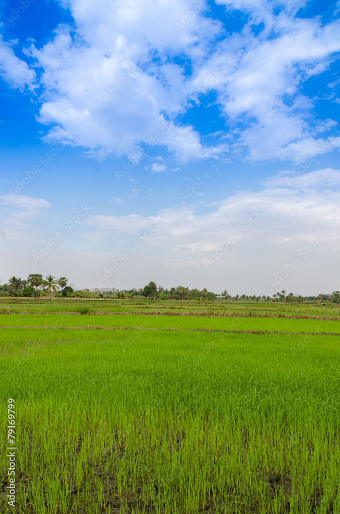 Landscape view of rice field blue sky and cloud
