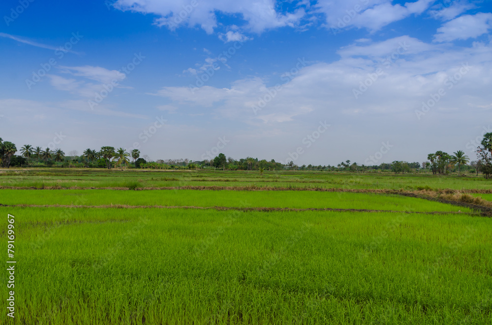Fototapeta premium Landscape view of rice field blue sky and cloud