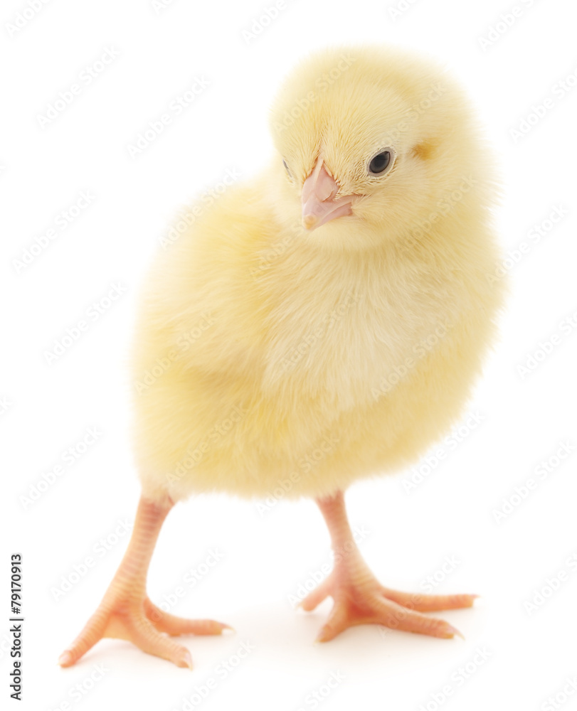 Small chicken Small chicken