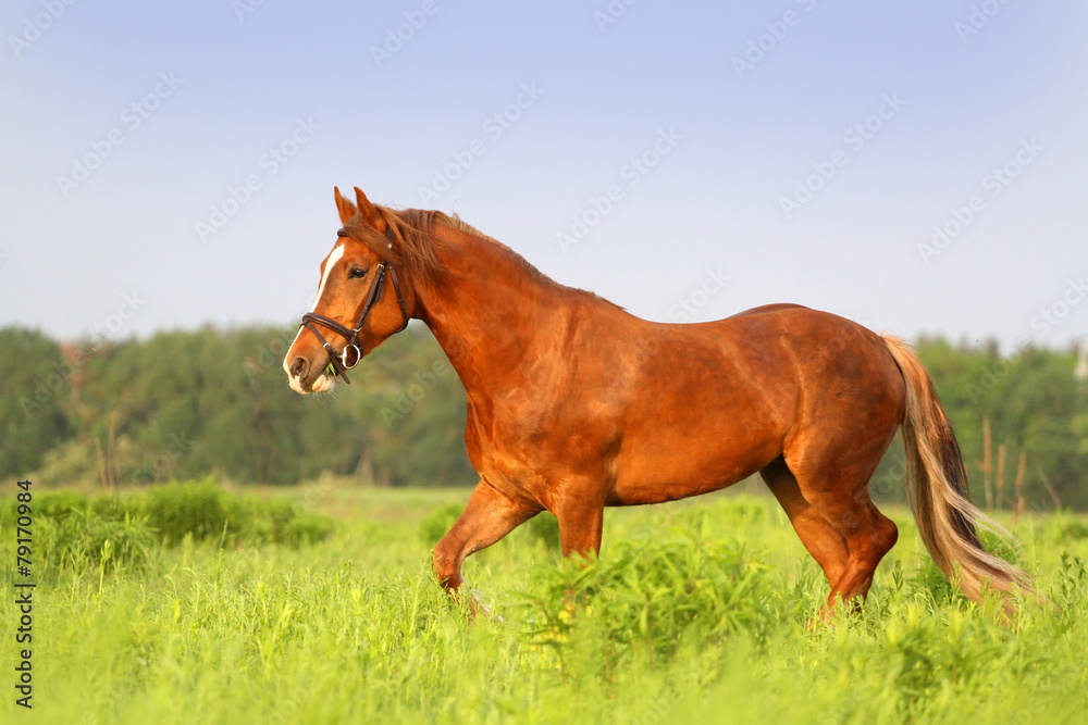 Beautiful red horse running on the meadow Beautiful red horse running on the meadow